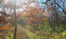 Trees turning shade in autumn