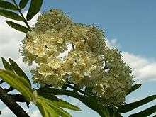 Many small open cream colored flowers in a bulging corymb.