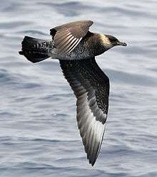 A large, mostly dark gray, gull-like bird flies powerfully over the sea.