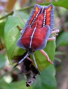 The flattened nymph of Tessaratoma papillosa clambering on some leaves. Its thorax is distinctively square-shaped