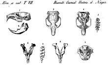 Drawings of parts of a gopher skull