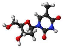 Ball-and-stick model of the thymidine molecule