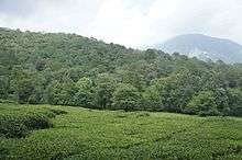 Towa Tea Estate