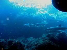 Four sharks cruising amongst shallow rock outcrops