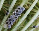 Two small wasps rest on the nearby plant stalks while several more are emerging from the host eggs.