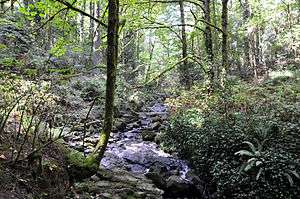 A shallow stream about 3 feet (1 m) wide cascades over a series of rocks in a sun-dappled second-growth forest.