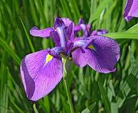 Closeup photo of a purple iris flower