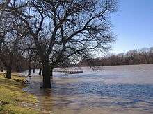 A river out of its banks and flowing around a tree at its edge