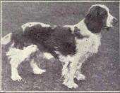 "A black and white profile shot of a white and dark coloured dog, facing right."