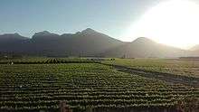 Vineyards in the Breedekloof