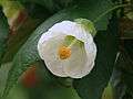 Zimmerahorn Abutilon.jpg